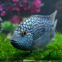 马拉莫宝石鱼 马拉莫 美洲慈鲷鱼_阿里巴巴找货神器