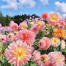 大丽花小丽花花种籽子矮生花籽易活四季播种开花室内阳台盆栽种孑