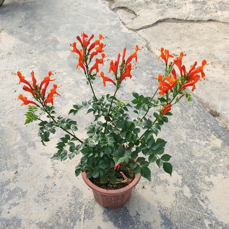 批发 凌霄苗 1米高 凌霄花苗 价格 爬藤植物 花色艳丽 仟花轩