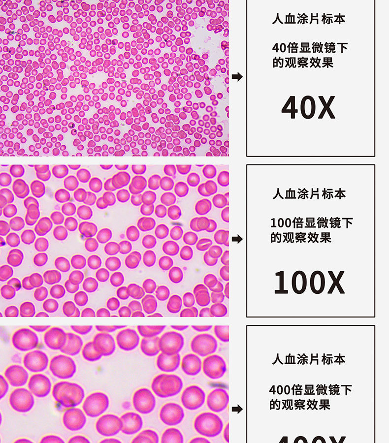 凤凰生物显微镜ph100无限远ipl光学系统高清科研医学水产养殖用