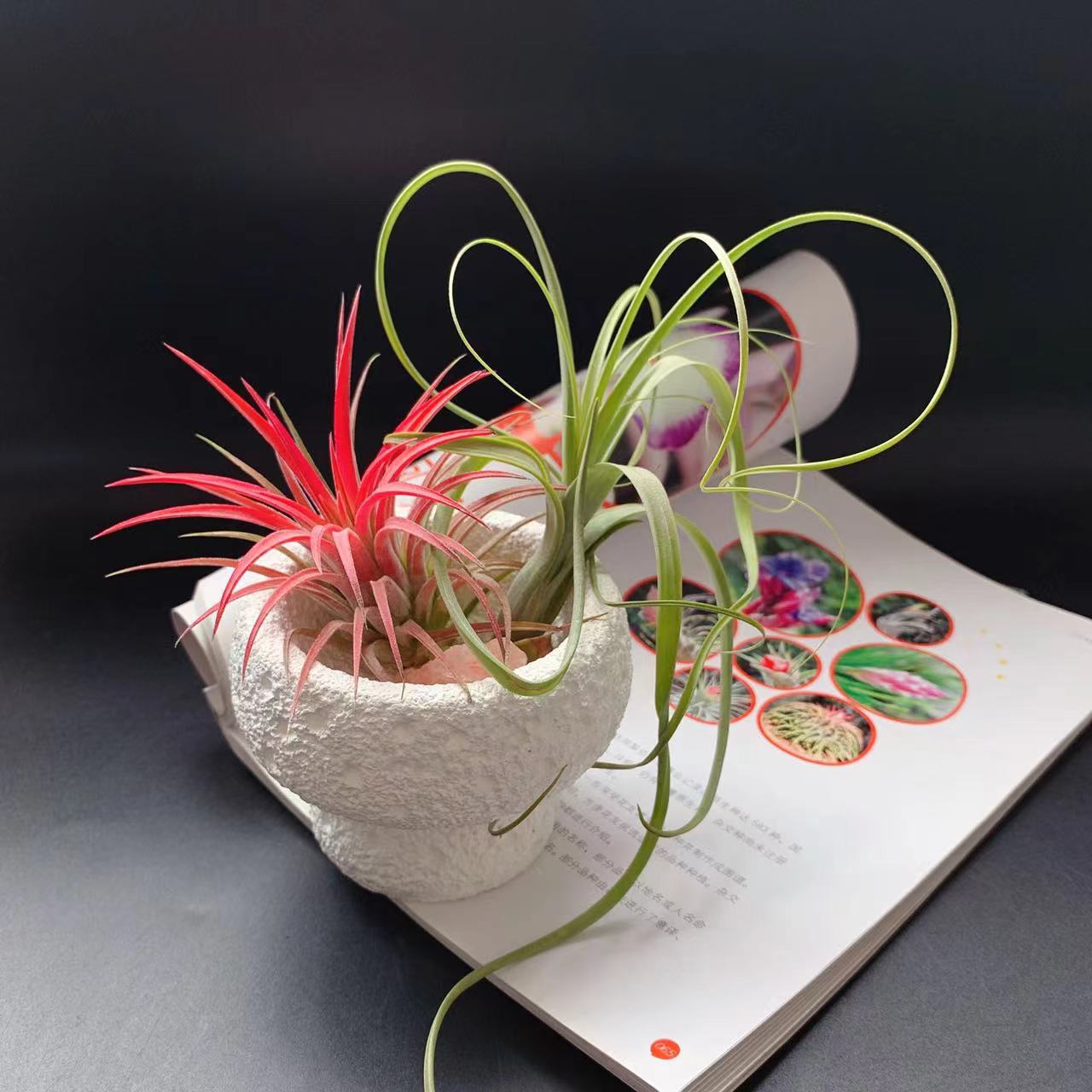 普货空气凤梨批量特价基地直发批发无土懒人植物家居花艺绿植搭配