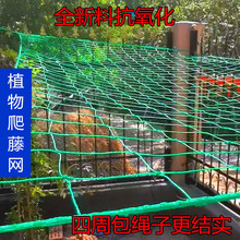 植物爬藤网百香果种植网丝瓜吊瓜葡萄爬藤网黄瓜月季花类爬藤网厂