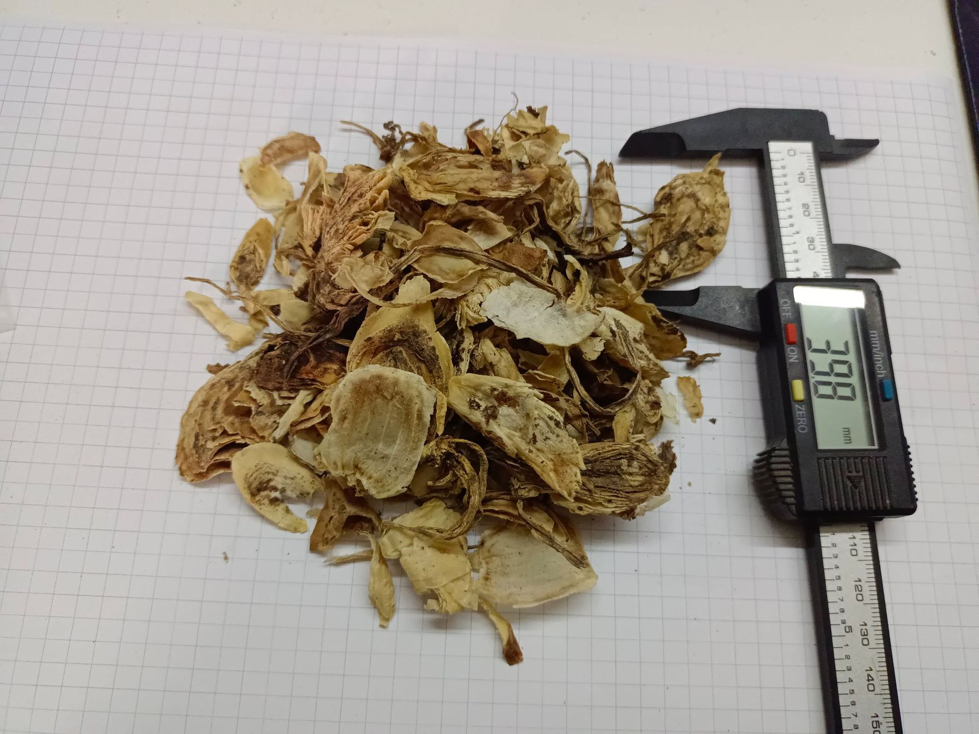 石蒜shisuan产地四川广元7月产新32元每公斤包邮老鸭蒜 独蒜鬼蒜