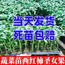 圣女果苗番茄西红柿蔬菜苗幼苗阳台盆栽南方辣椒黄瓜西瓜茄子秧苗