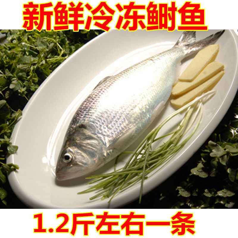 新鲜冷冻鲥鱼 鲥鱼 海鲜  1.2斤左右每条价钱