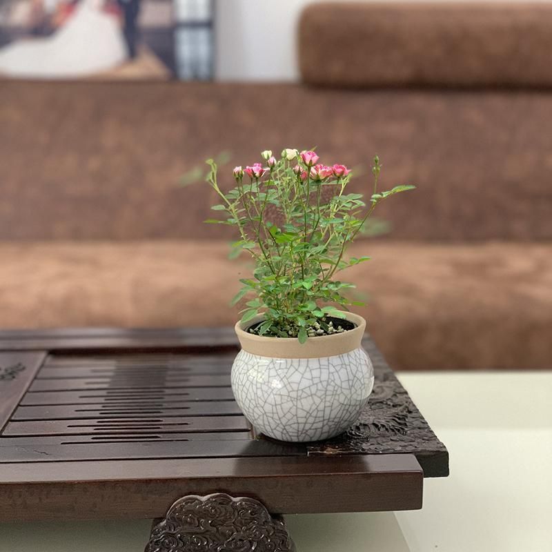 须惠姬月季超微型月季日本天荷阳台窗台茶桌面小盆栽花卉文艺玫瑰