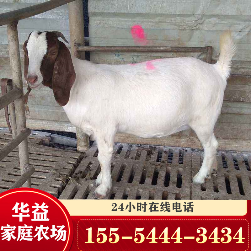 天津波尔山羊 小尾寒羊 圈养羊 养羊品种 一只羊-阿里巴巴