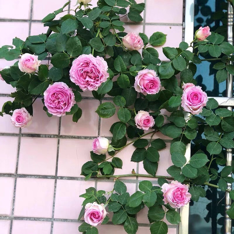 罗衣藤本月季大苗爬藤蔷薇花苗庭院阳台花卉绿植盆栽四季耐寒耐热