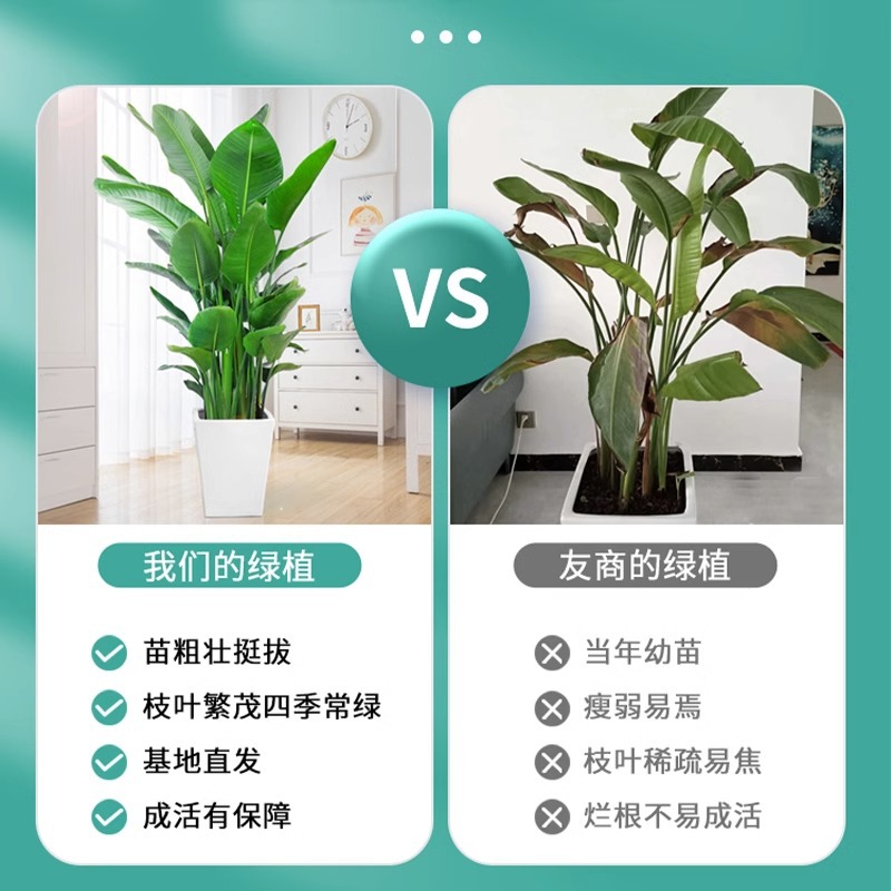 天堂鸟盆栽客厅办公室内大型绿植四季花卉大叶植物新房家用吸甲醛