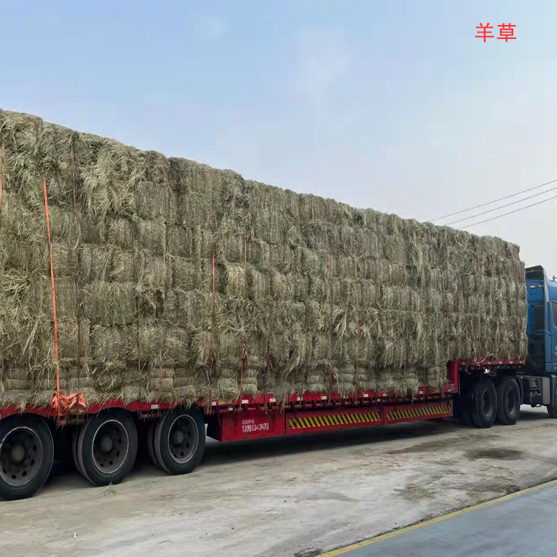 牛场草牛马羊食用草料干草现货量大价优