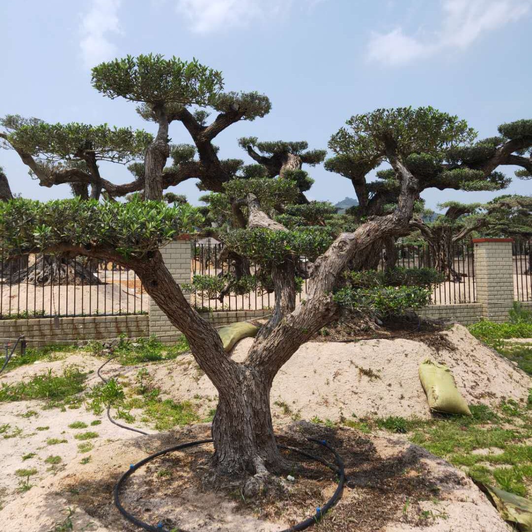 小型进口洋橄榄树 油橄榄树罗汉松 黑松沙漠绿化景观植物一颗成景