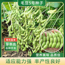 毛豆五号种子黄豆大豆种籽孑高产四季豆种春季秋季菜种农家蔬菜孑
