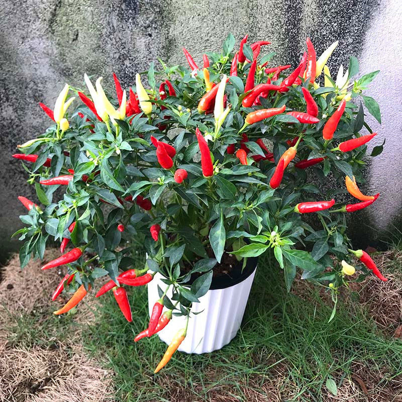 辣椒树盆栽可食用朝天椒五彩椒阳台绿植带果植物多年生带盆独立站