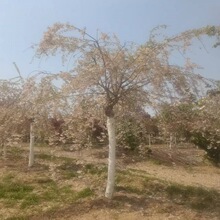 供应绿化苗木 垂枝樱花 现挖现卖 基地直供 质量保障