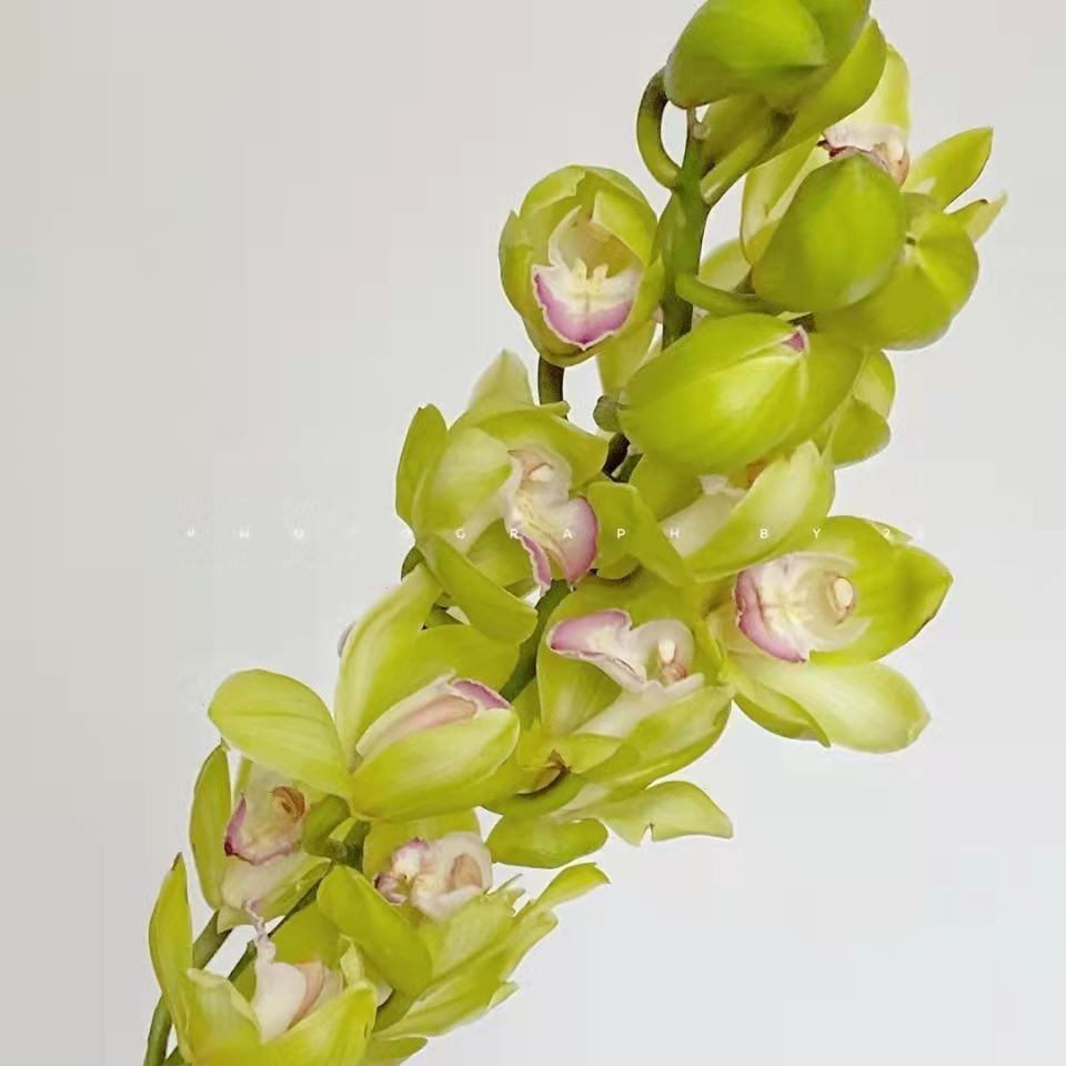 云南基地直发大花蕙兰花束水养花鲜切花