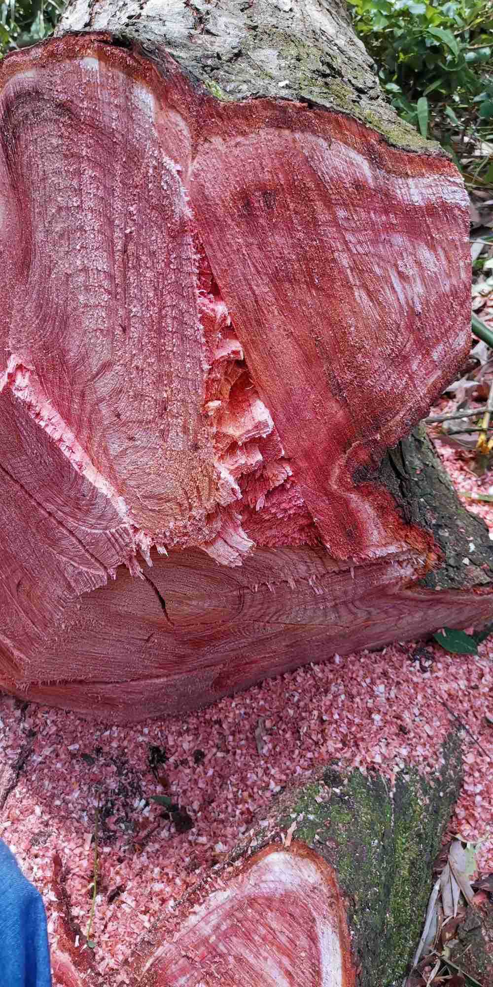 香椿木原木收购红椿木烘干板材定 制实木椿木拼板颜色红椿