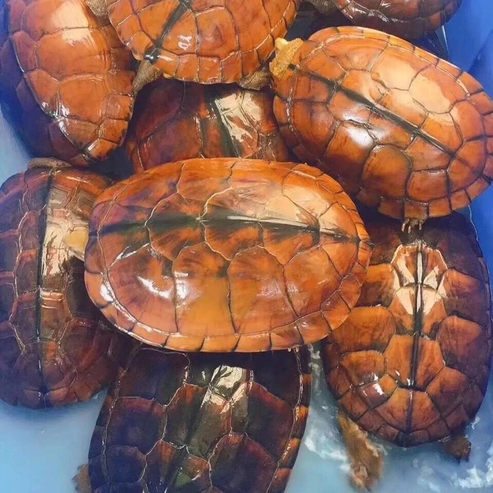 种石金钱龟正宗南石龟活体宠物财龟水龟饲料龟粮