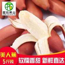 广西土楼红美人蕉3/5斤香蕉水果新鲜红皮香蕉特产自然熟整箱批发