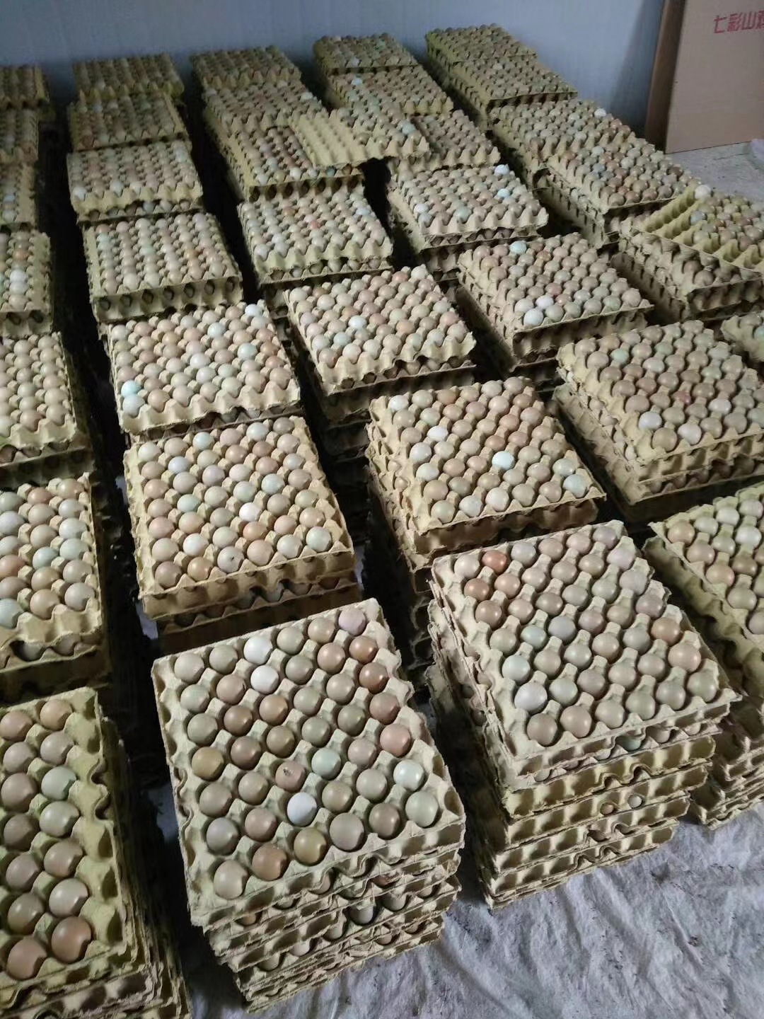 农场直供大量批发新鲜七彩鸡蛋七彩山鸡蛋 七彩野鸡蛋-阿里巴巴