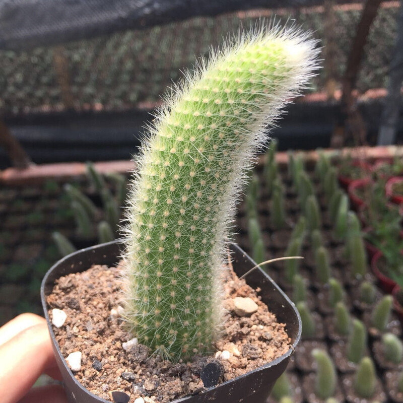 九尾狐多肉稀有贵货仙人掌科植物猴尾柱软毛纯正仙人柱多肉盆栽