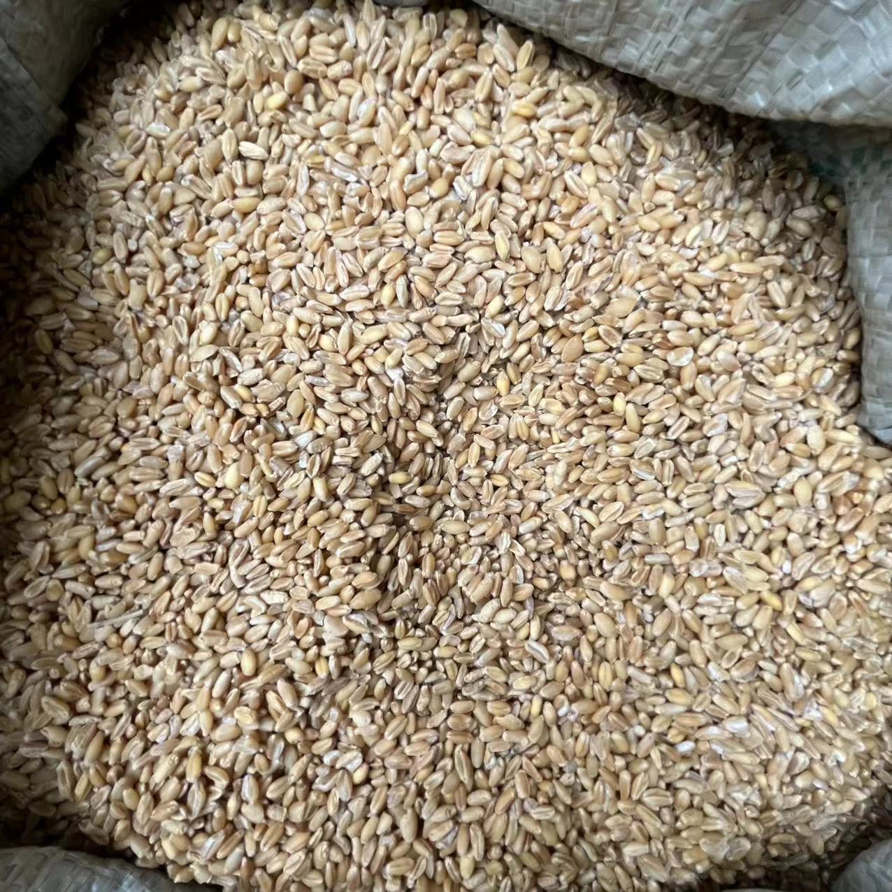 中药材批发零售浮小麦 浮麦,小麦粉,浮水麦-阿里巴巴