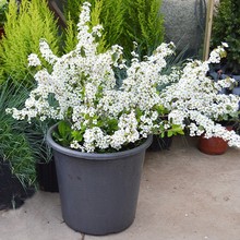 阳台观花耐寒植物喷雪花盆栽绿植珍珠梅大苗多花雪柳垂吊花卉室外