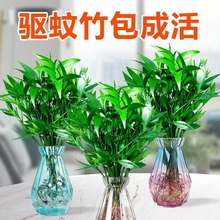 驱蚊竹柏水培室内花卉盆栽办公室桌面绿植四季常青吸甲醛净化空气