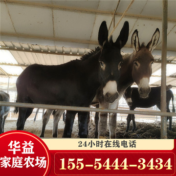 改良德州驴 小驴苗 毛驴 乌头驴 肉驴一头养驴场-阿里巴巴
