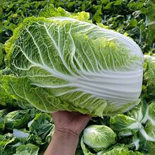 大白菜东北新鲜蔬菜小白菜腌酸菜大叶包饭青菜整棵农肥自种网红