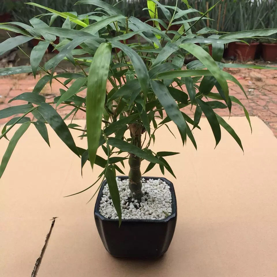 佛肚竹 葫芦竹 罗汉竹 大肚竹子 室内新品花卉盆栽 小叶微 佛肚竹