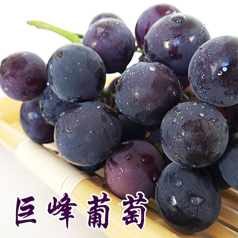 东北巨峰大葡萄多肉新鲜水果提子儿童孕妇酸甜多汁当季采摘包邮-阿里