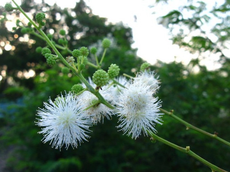 簕仔树种子 勒子树 围园勒 勒子刺绿篱笆有刺带刺勒篱树