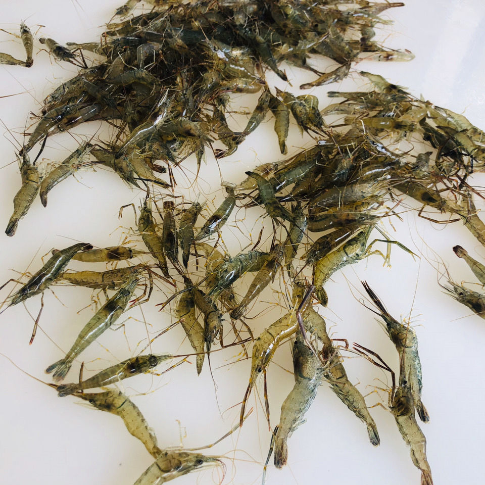 淡水野生小河虾新鲜活体速冻大青虾草虾500g独立包装