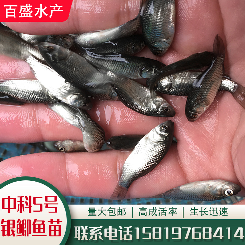 本地基地苗场直发中科5号银鲫鱼苗批发高效益银鲫鱼苗 鲫鱼水花