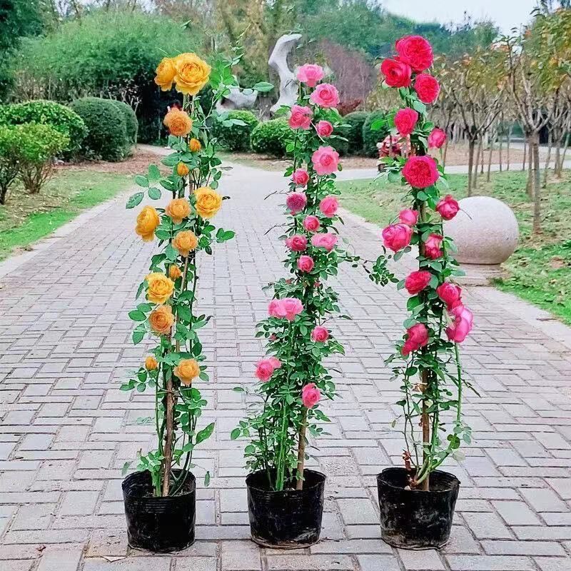 盆栽爬藤月季藤本欧月爬墙浓香型庭院爬墙花卉大花蔷薇月季粉红色