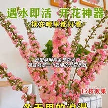 网红干枝珍珠李遇水开花鲜枝水培鲜花植物室内好养梅花水养耐寒花