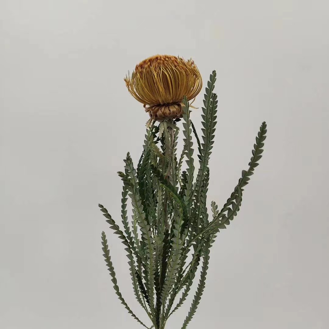 【山茂尖】进口干花小佛塔花束针垫斑克木类家居摆设基地批发