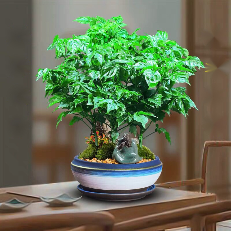 幸福树盆栽植物四季常青办公室内好养盆景净化空气吸甲醛桌面绿植