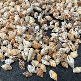 天然小海螺小米螺 寄居蟹换壳海螺鱼缸造景装饰小海螺diy材料批发