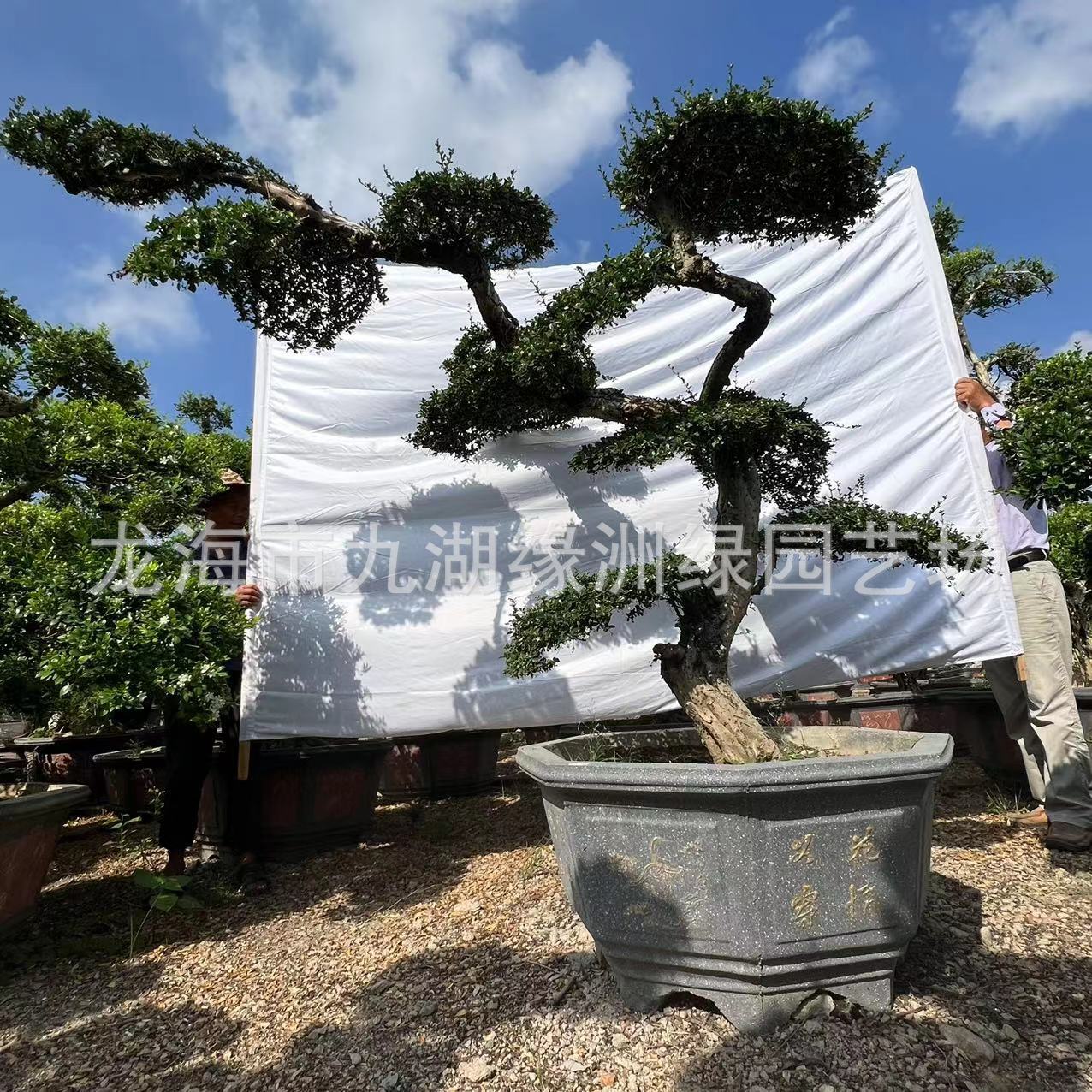 福建茶盆景产地批发 福建茶基地大量种植 造型福建茶价格-阿里巴巴