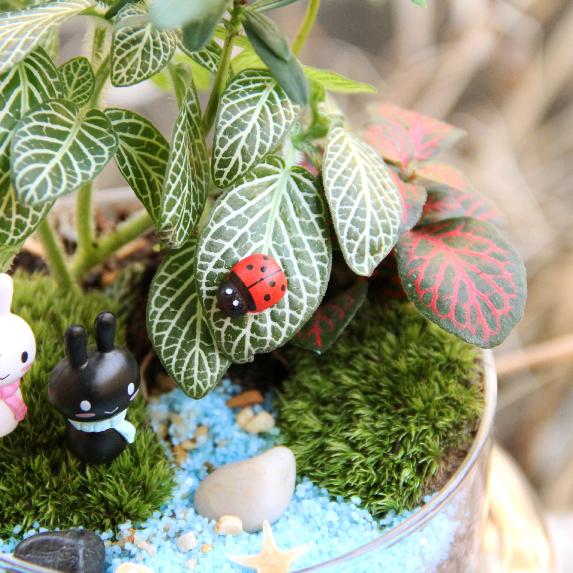 苔藓微景观造景瓶 2合1圆柱瓶 情人生日礼品活植物 创意礼品材料