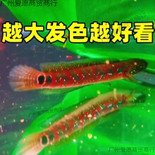 观赏七星鱼彩虹雷龙鱼耐养冷水鱼淡水鱼凶猛红月珍珠雷龙