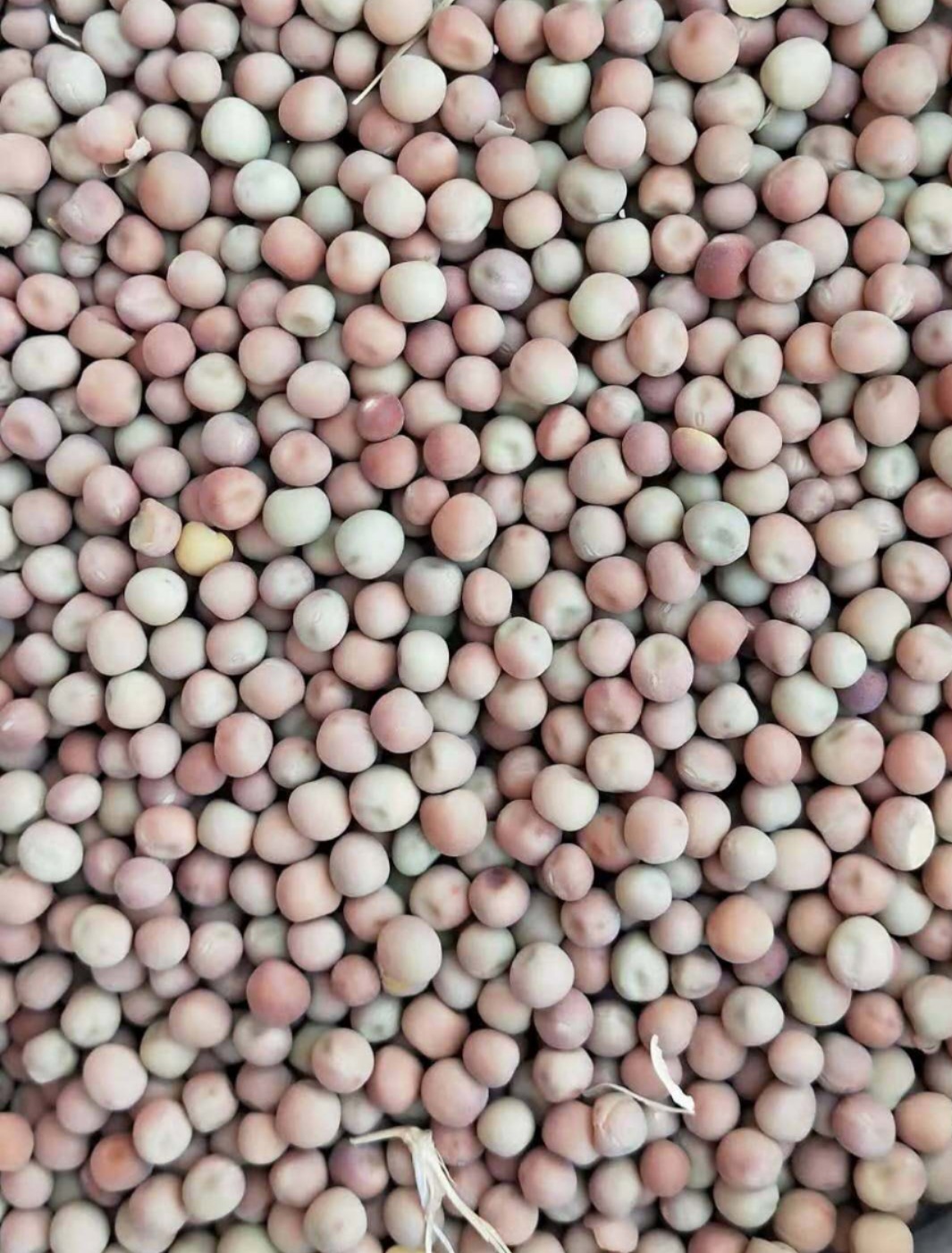 加拿大价格可议进口绿麻中颗粒绿麻