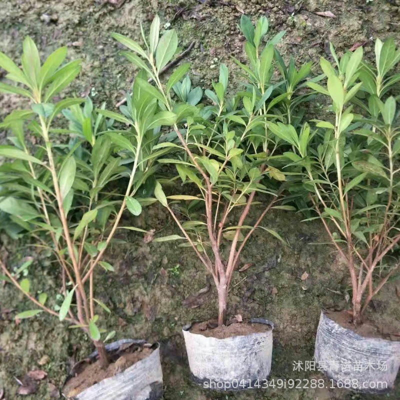 出售绿化工程 毛杜鹃小苗 春鹃 映山红 色块苗 绿化工程树苗盆栽