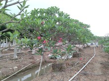 2104基地供应 红花? 造型 弯杆 斜飘鸡蛋花 15-25cm 特选乔木