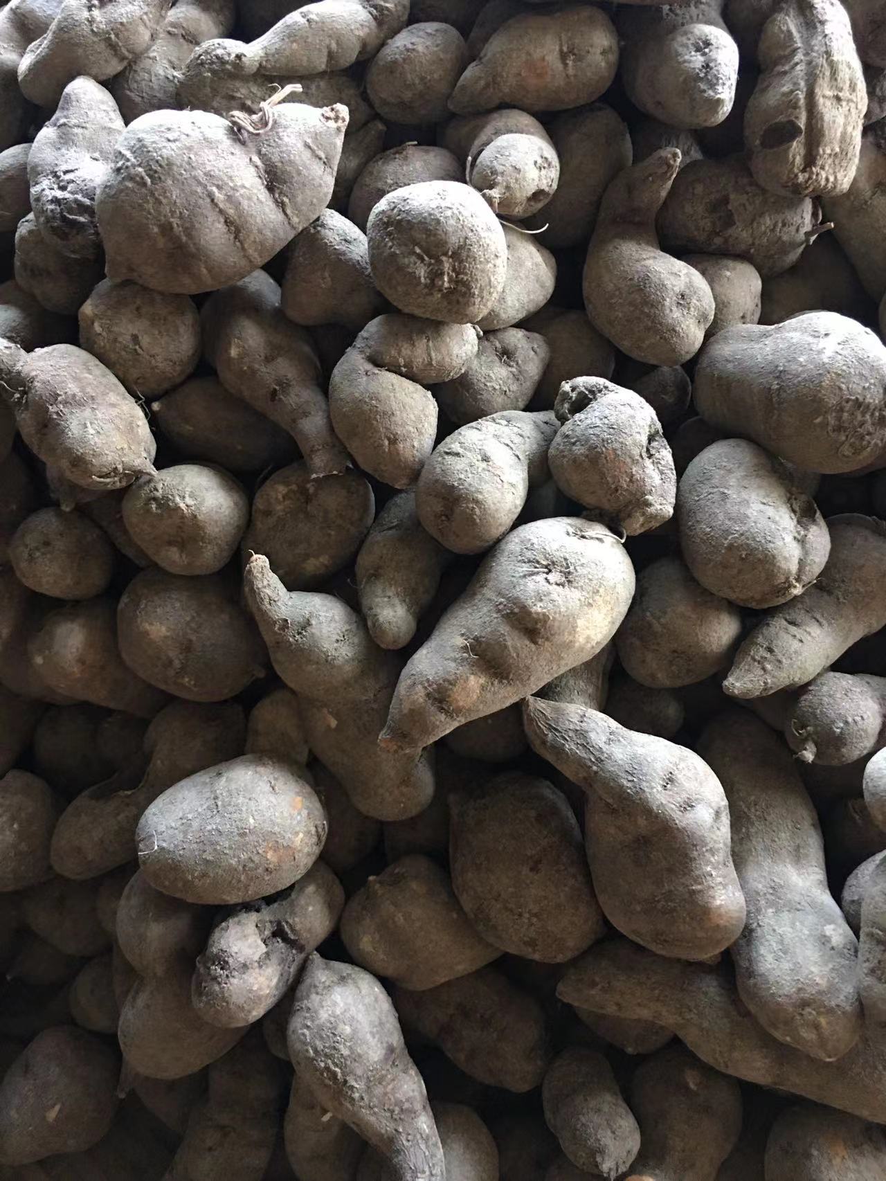 批发中药材三叶青 金线吊葫芦 金丝吊葫芦片 支持药检 常年大货