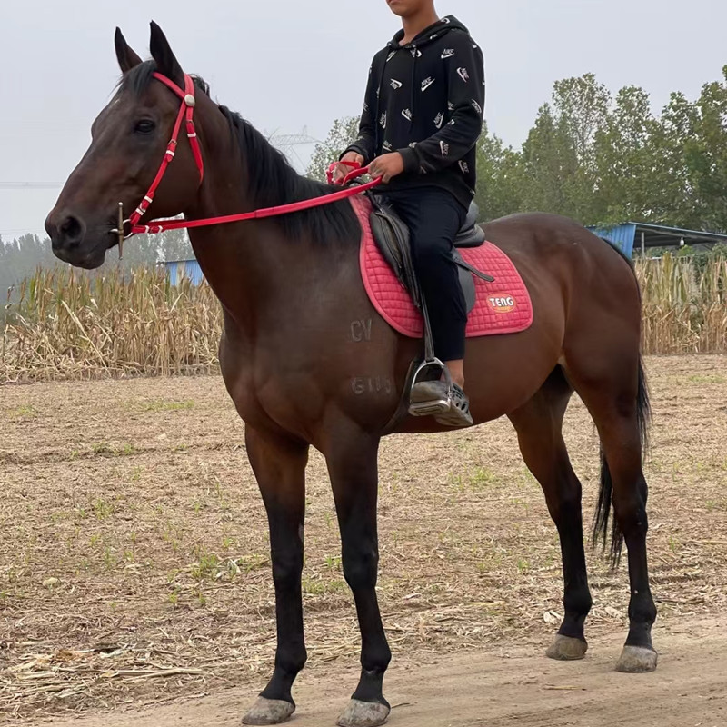 马匹回收骑乘马纯血马半血马高头大马1-6岁的马多少钱一只