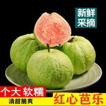 【清甜爽口】广西番石榴红心白心芭乐应季新鲜水果单果120-400g