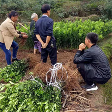 广西春见耙耙柑橘果树苗木批发采购价格图片嫁接优质春见果苗基