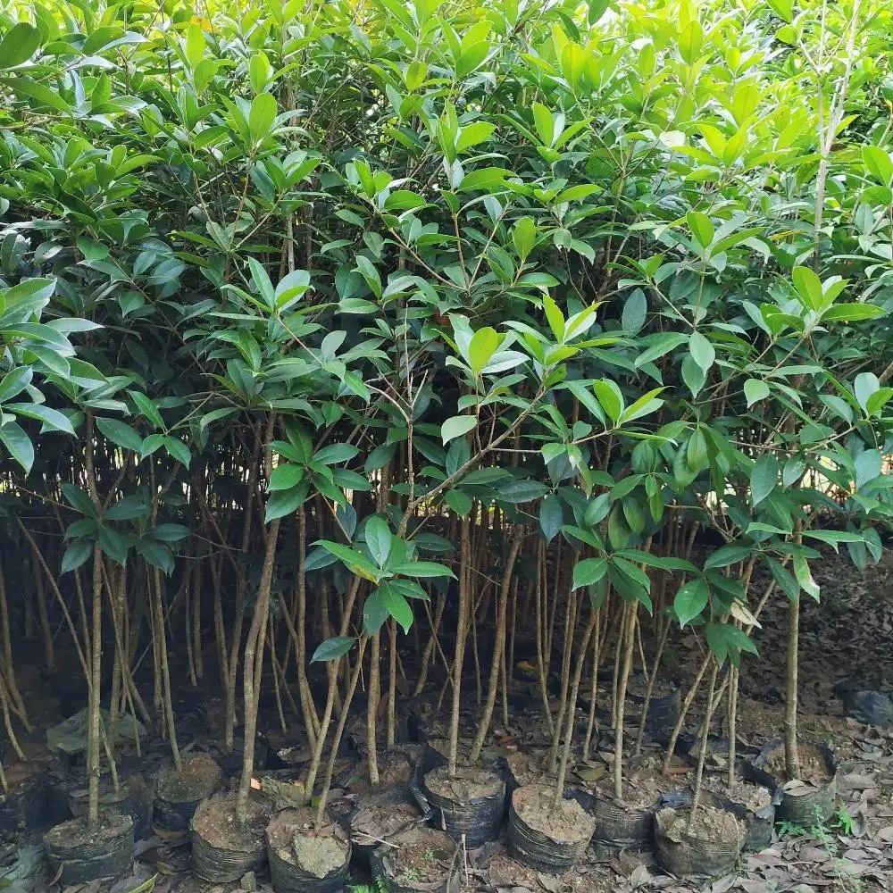 批发桂花树苗占地桂花金桂银桂四季桂湖北桂花苗庭院公园小区绿化